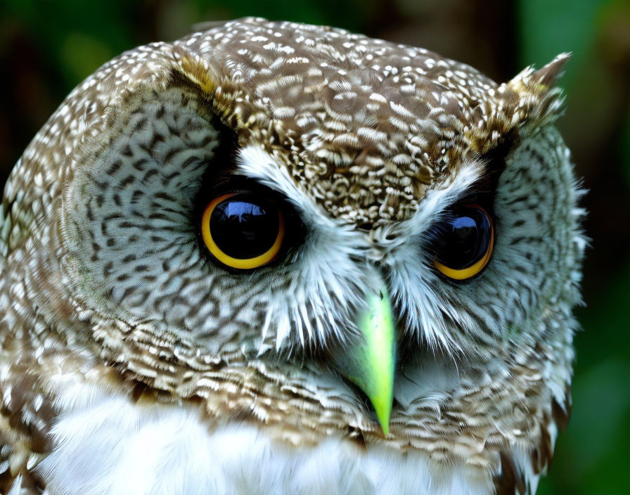 Brown and White Owl with Yellow Eyes and Green Beak in Natural Setting