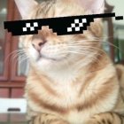 Orange Tabby Cat in Stylish Black Sunglasses with Digital Reflection