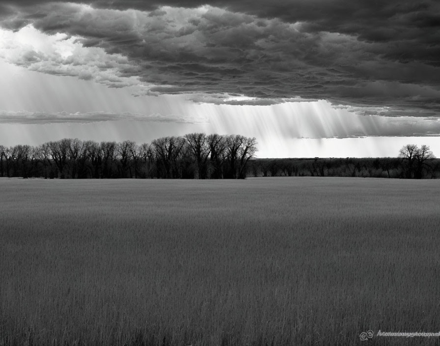 Monochrome landscape with field, trees, and dramatic sky