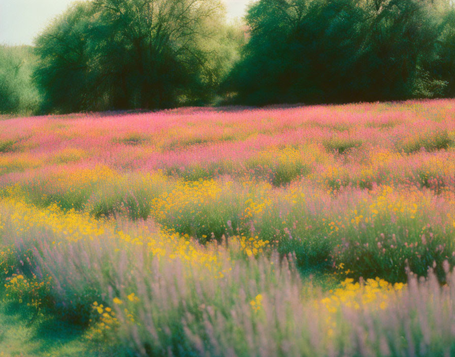 Lush green trees frame vibrant purple and yellow flower field