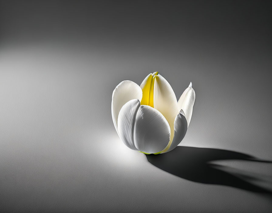 White tulip with yellow base under focused light on dark background