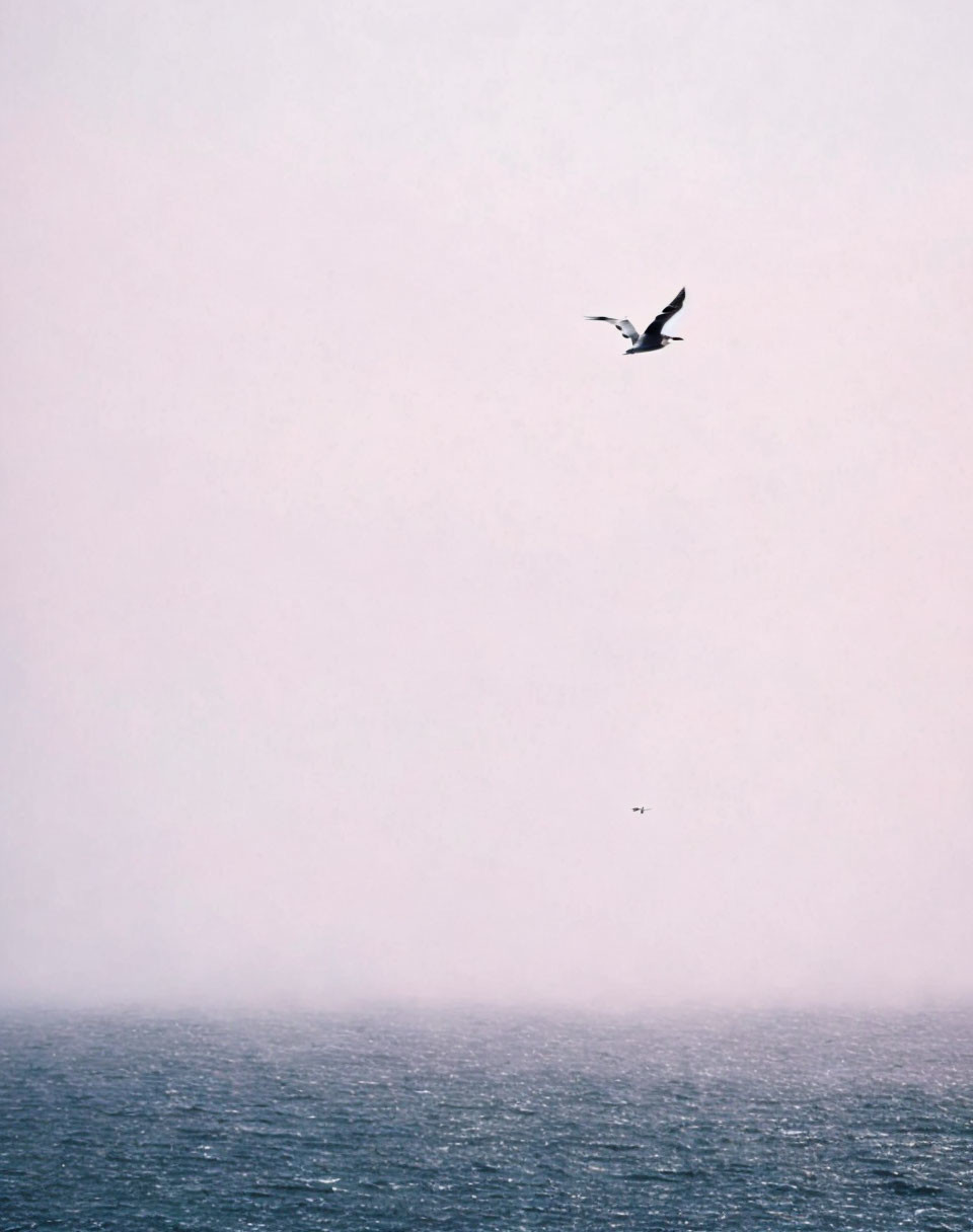 Minimalistic seascape with solitary bird flying over misty horizon.