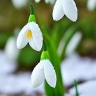 Delicate white snowdrop flowers in snowy landscape