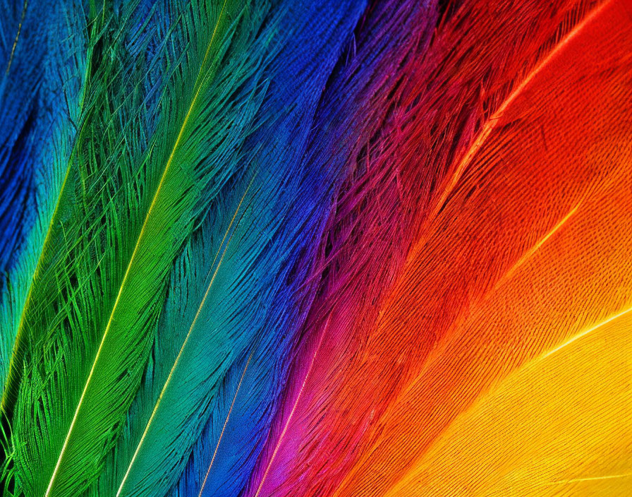 Multicolored Feather Fan Gradient from Green to Orange