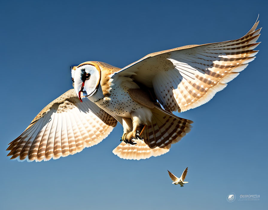 Majestic owl flying with outstretched wings in clear blue sky