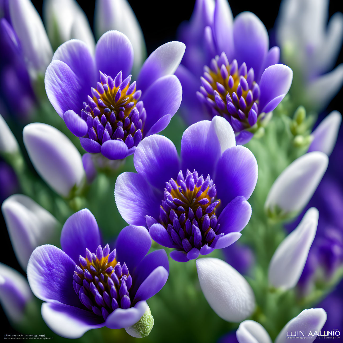 Vibrant purple flowers with yellow centers on dark background