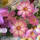 Assorted pink, purple, and yellow flowers with lush green leaves