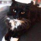 Fluffy Black and White Cat with Blue Eyes in Floral Setting