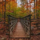 Tranquil autumn forest with wooden bridge, colorful foliage, and vibrant blue birds