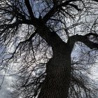 Detailed artwork of gnarled tree against surreal sky pattern