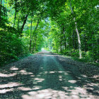 Tranquil forest stream with lush greenery and wildflowers