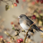 Patterned bird on branch among autumn leaves and red flowers on beige backdrop