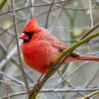 Colorful cardinal on branch with green leaves and red berries in blue sky