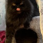 Long-Haired Cat with Yellow Eyes on Floral Fabric Backdrop