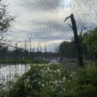 Misty lake watercolor landscape with water lilies and trees