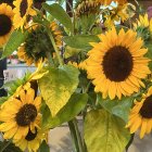 Colorful sunflower painting with yellow petals and green foliage