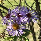 Colorful painting of purple flowers with green foliage and smaller yellow and purple floral elements.