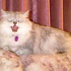 Fluffy white and ginger cat among pink flowers and purple curtains