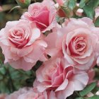 Multiple Layered Pink Roses in Bloom with Detailed Petals and Green Leaves