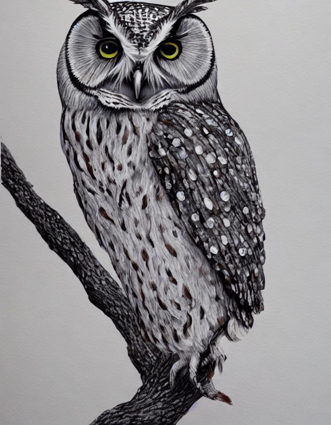 Detailed pencil sketch of owl on branch with intricate feather patterns and intense eyes