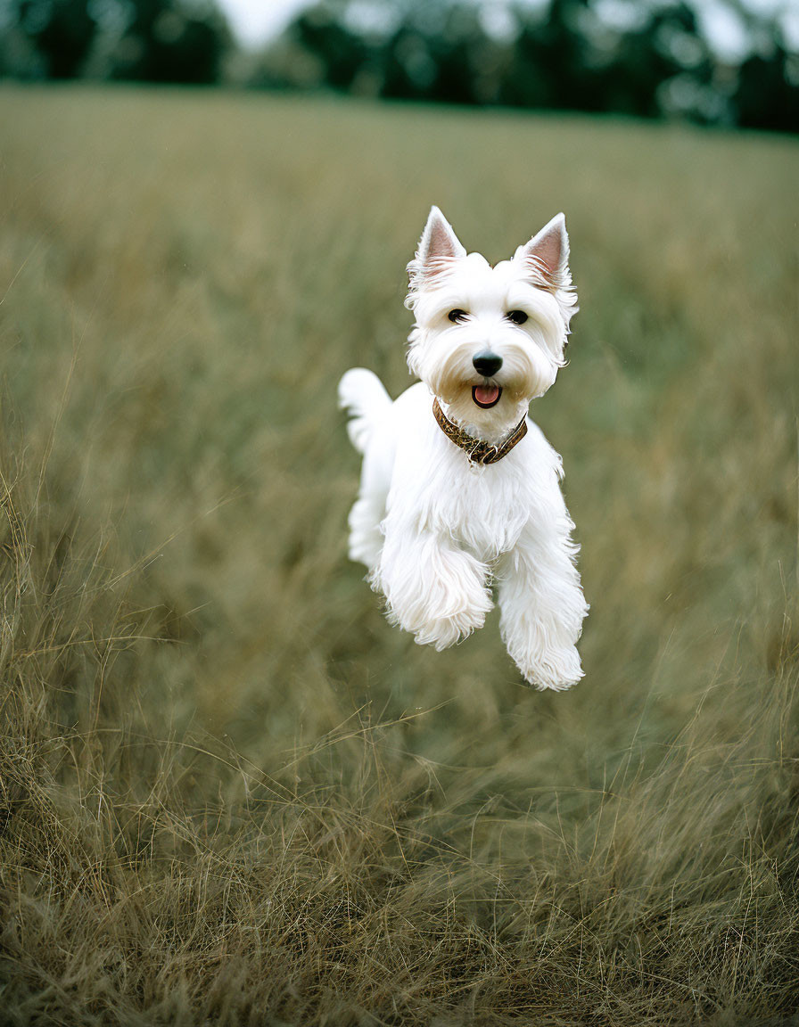 White West Highland Terrier leaping over golden grass field in blurry background