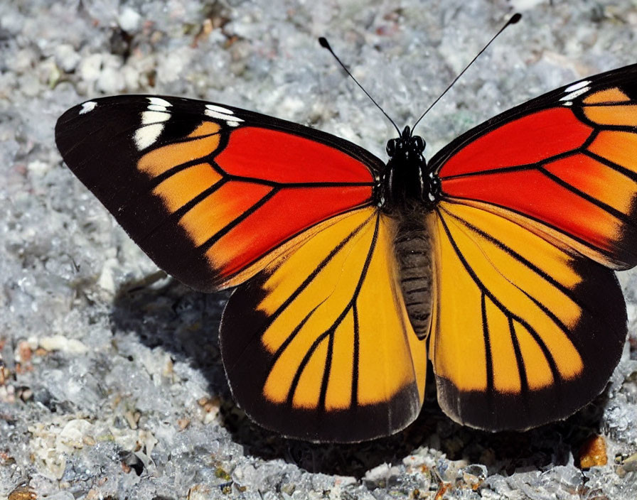 Colorful Butterfly with Orange and Yellow Wings on Gravel Surface