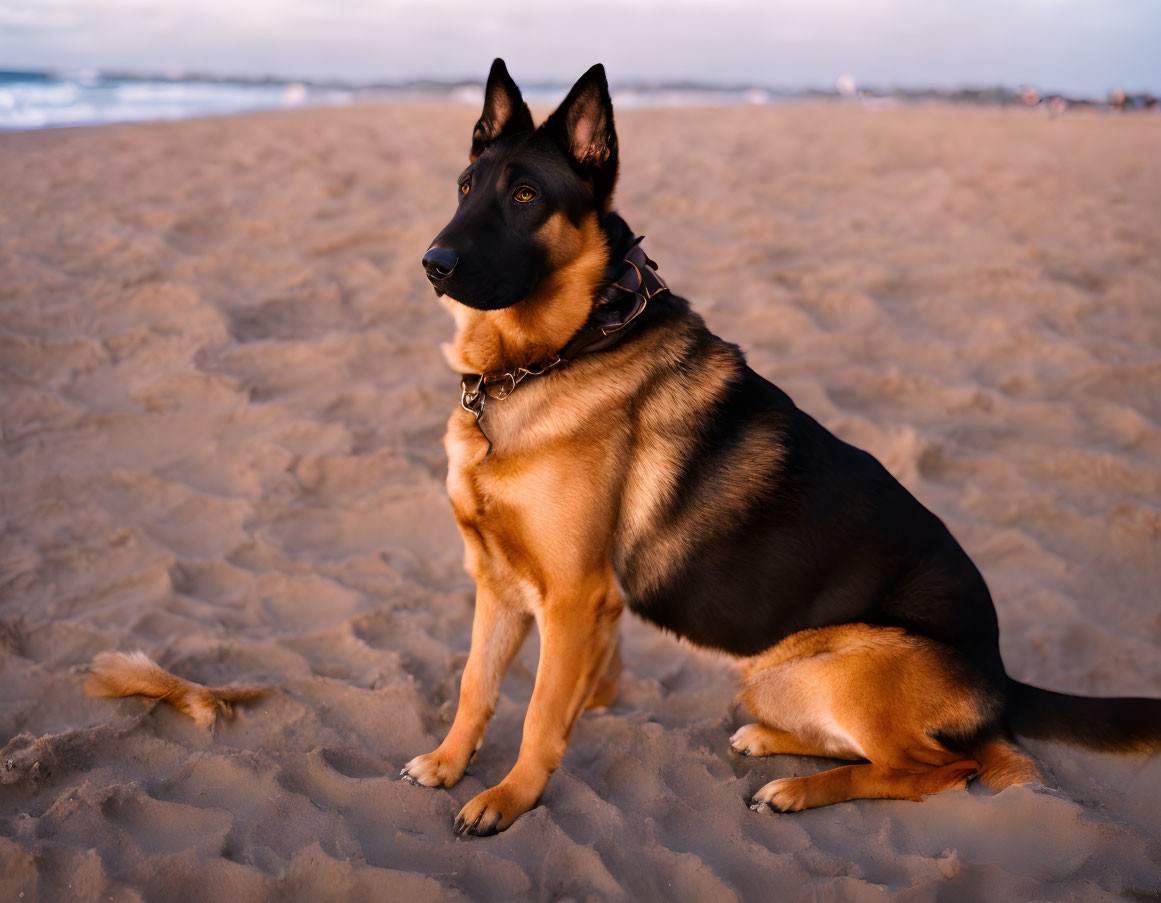 German Shepherd Dog Sitting on Beach Sand at Sunset with Collar