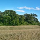 Tranquil orchard with ripe apples, hay, and clear sky at sunrise or sunset