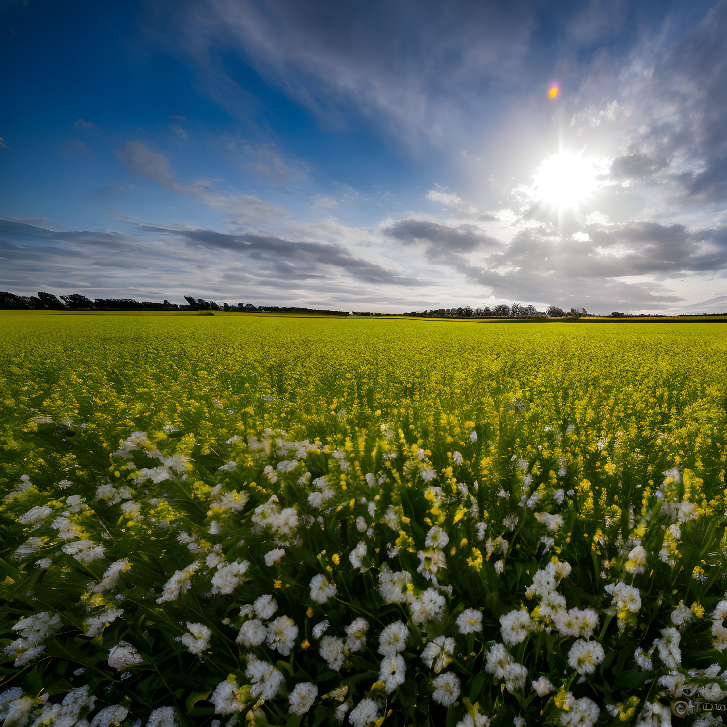 Scenic yellow and white flowers under blue sky with fluffy clouds