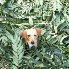 Adorable Puppy with Floppy Ears in Lush Green Foliage