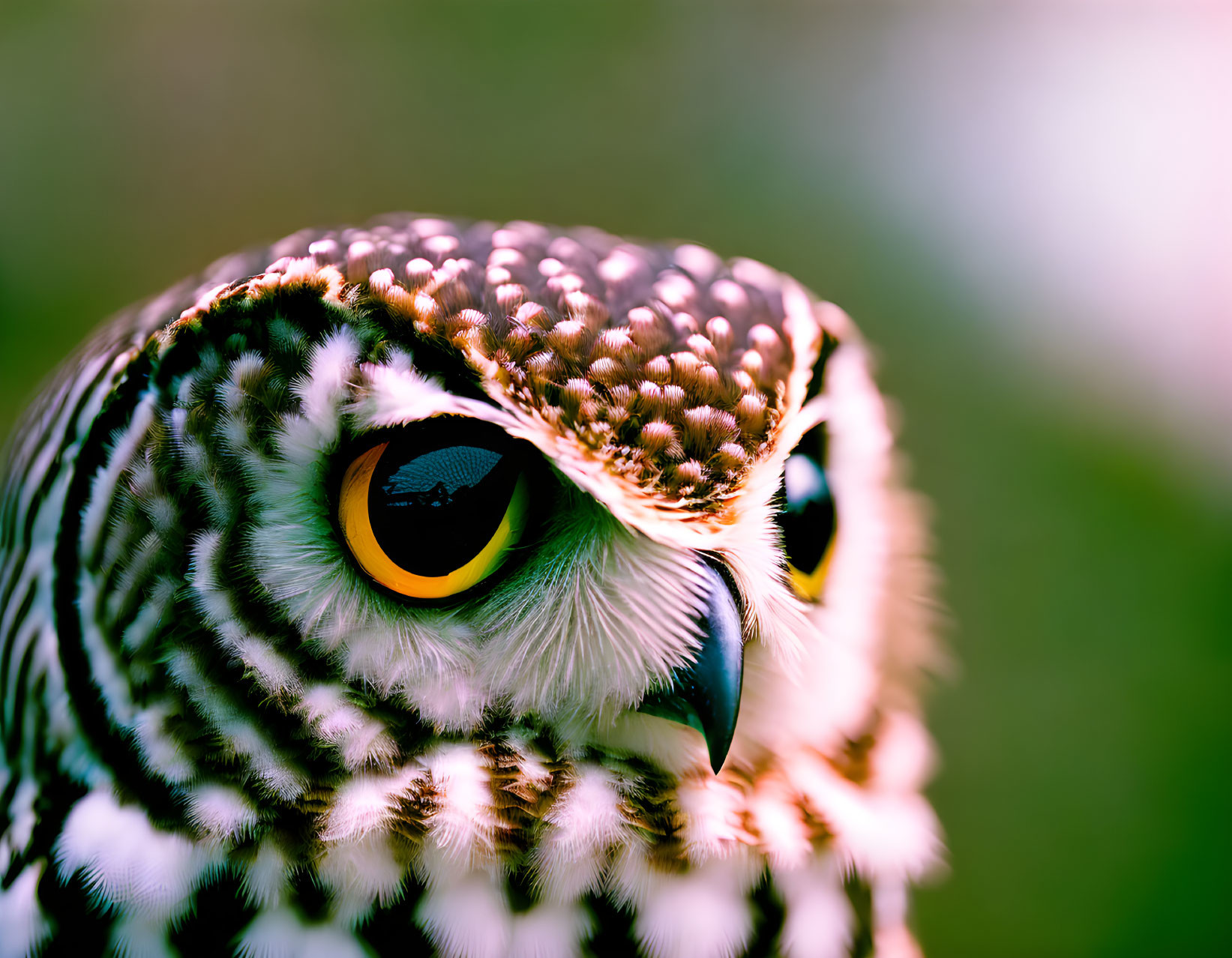 Owl with vivid yellow eyes and speckled plumage on green background