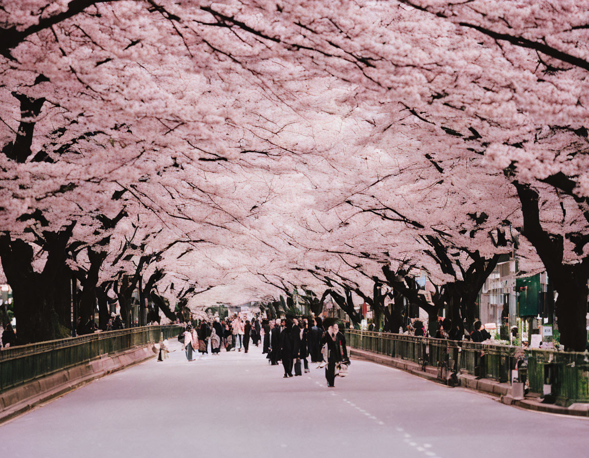 Cherry Blossom Trees Create Tranquil Walkway Scene