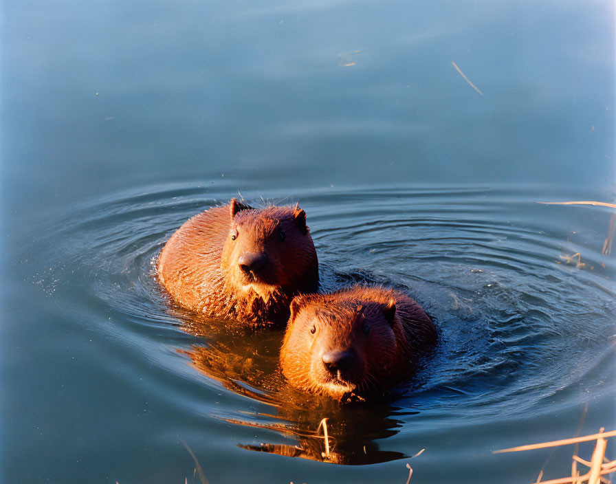 Sunlit Water Scene: Capybaras Swimming Among Reeds