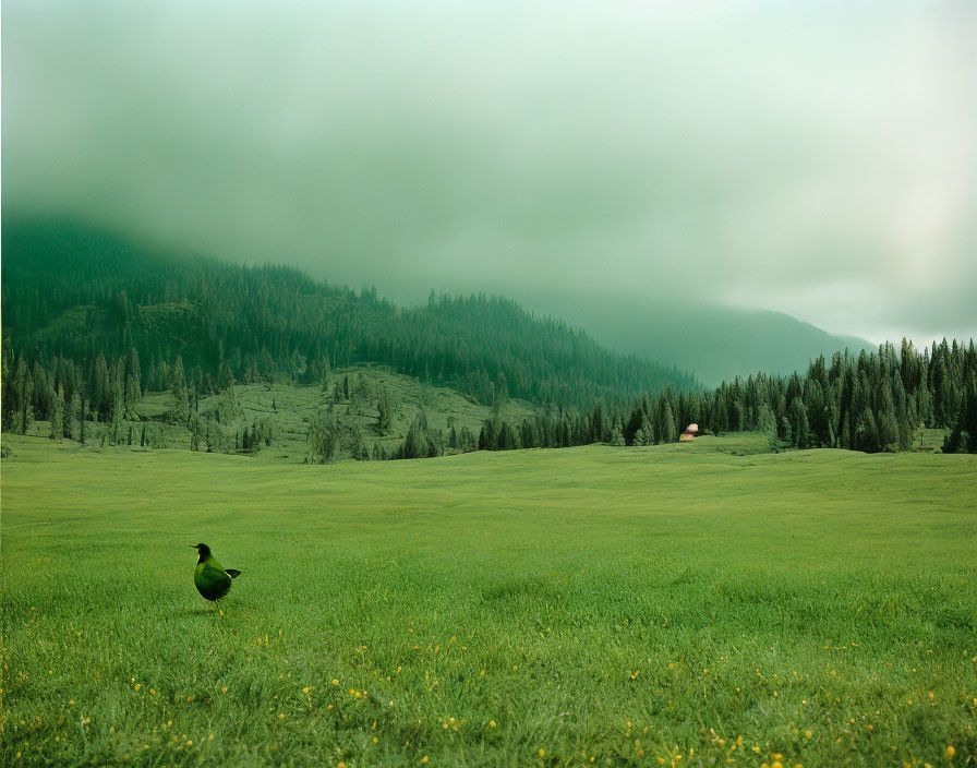 Green meadow with duck and distant red-roofed house in misty landscape.