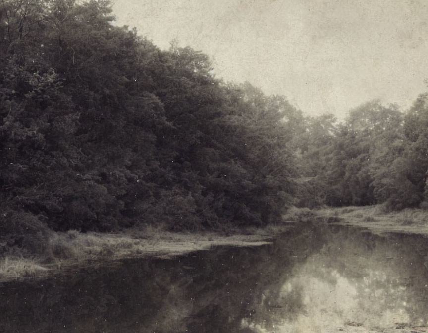 Vintage Black and White Photo: Tranquil River with Dense Tree Borders