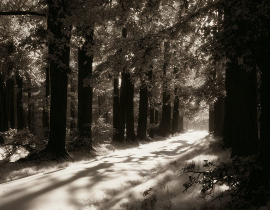 Dense forest with sunlight filtering through trees