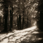 Dense forest with sunlight filtering through trees