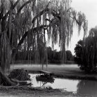 Tranquil monochrome landscape with weeping willows, river, boats, and lush greenery