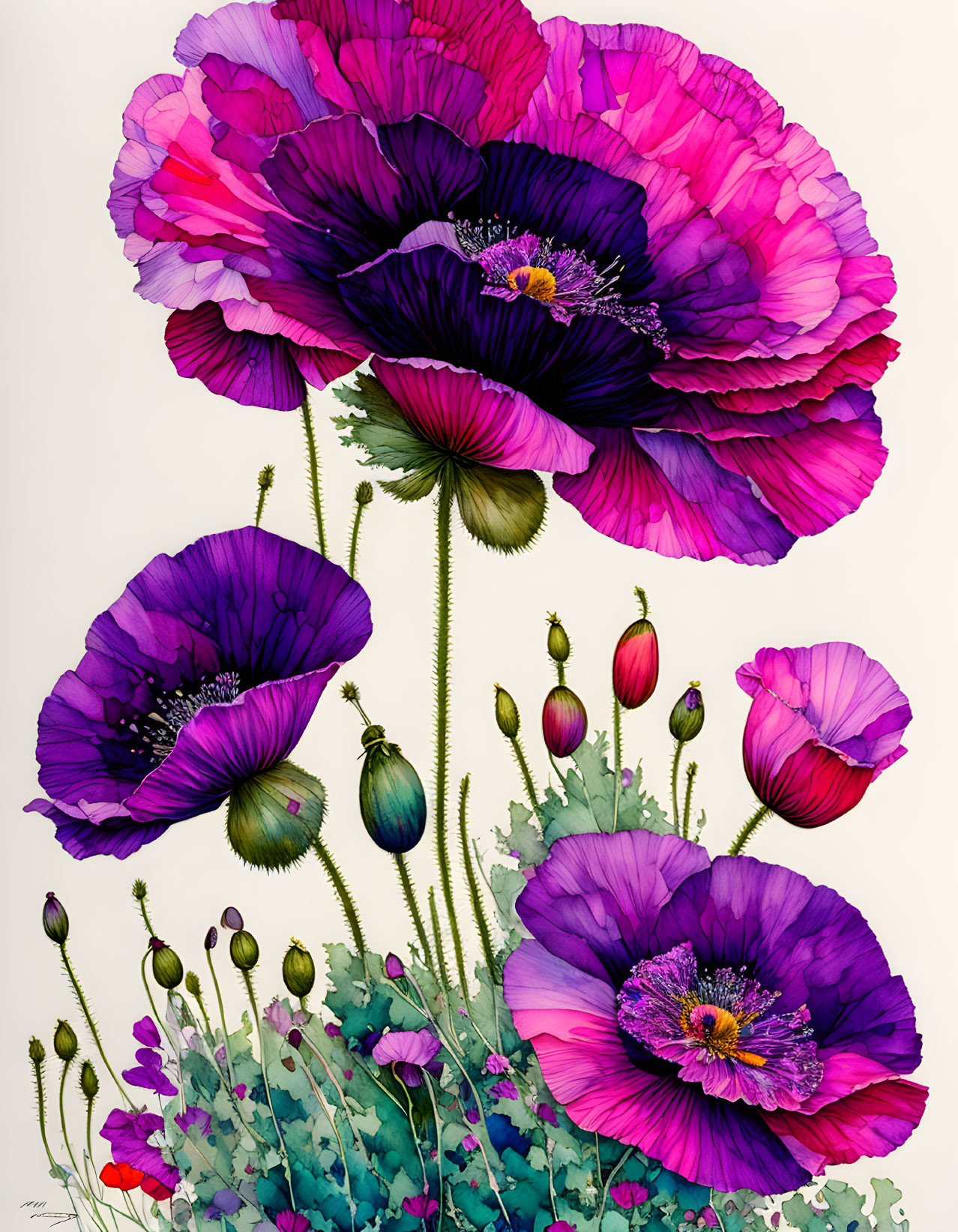 Colorful Purple and Pink Poppies Illustration on White Background