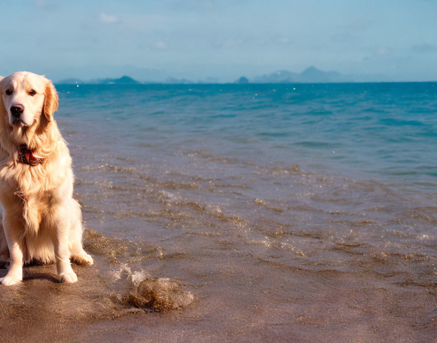 Golden Retriever Beach Scene with Clear Sky and Blue Sea