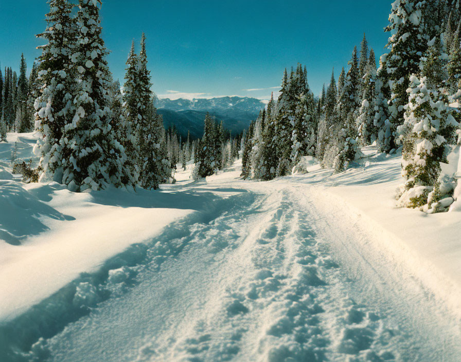 Scenic snow-covered pine forest trail with mountain views