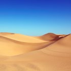 Desert landscape with golden sand dunes and tire tracks