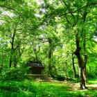 Serene Green Forest with Tall Trees and Soft Glow