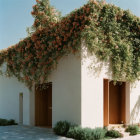 White House with Flowering Vines and Wooden Door in Sunlight