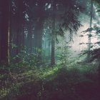 Enchanting forest scene with sunbeams and ferns