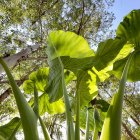 Lush forest floor view: towering trees, oversized green leaves, blue sky.