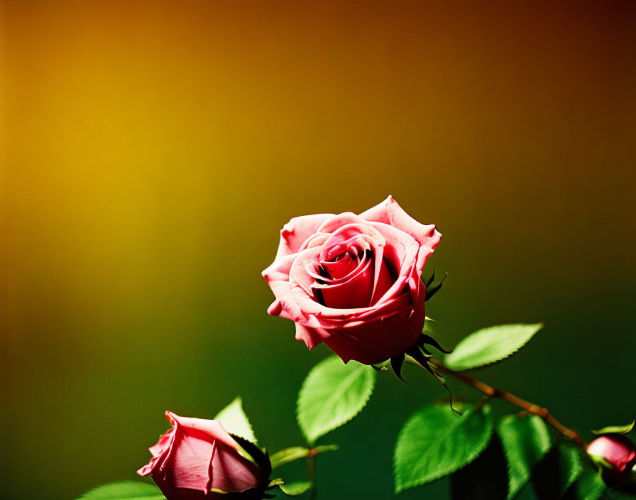 Vibrant Pink Rose in Full Bloom with Soft-focus Background