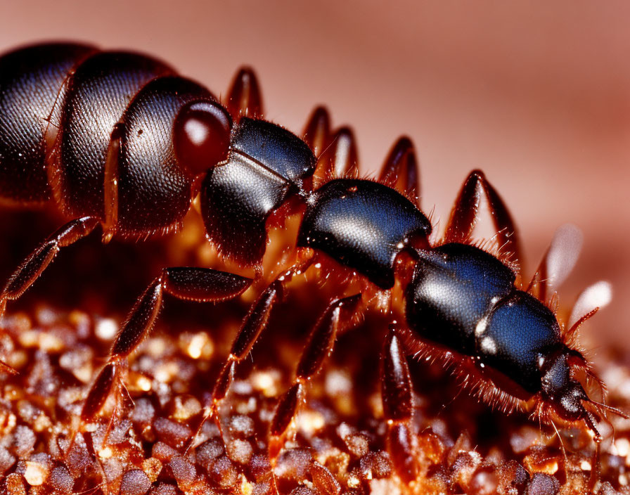 Detailed Close-up of Ants on Textured Surface