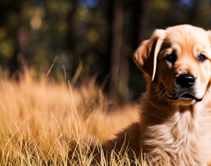 Golden retriever puppy in dry grass with blurred trees.