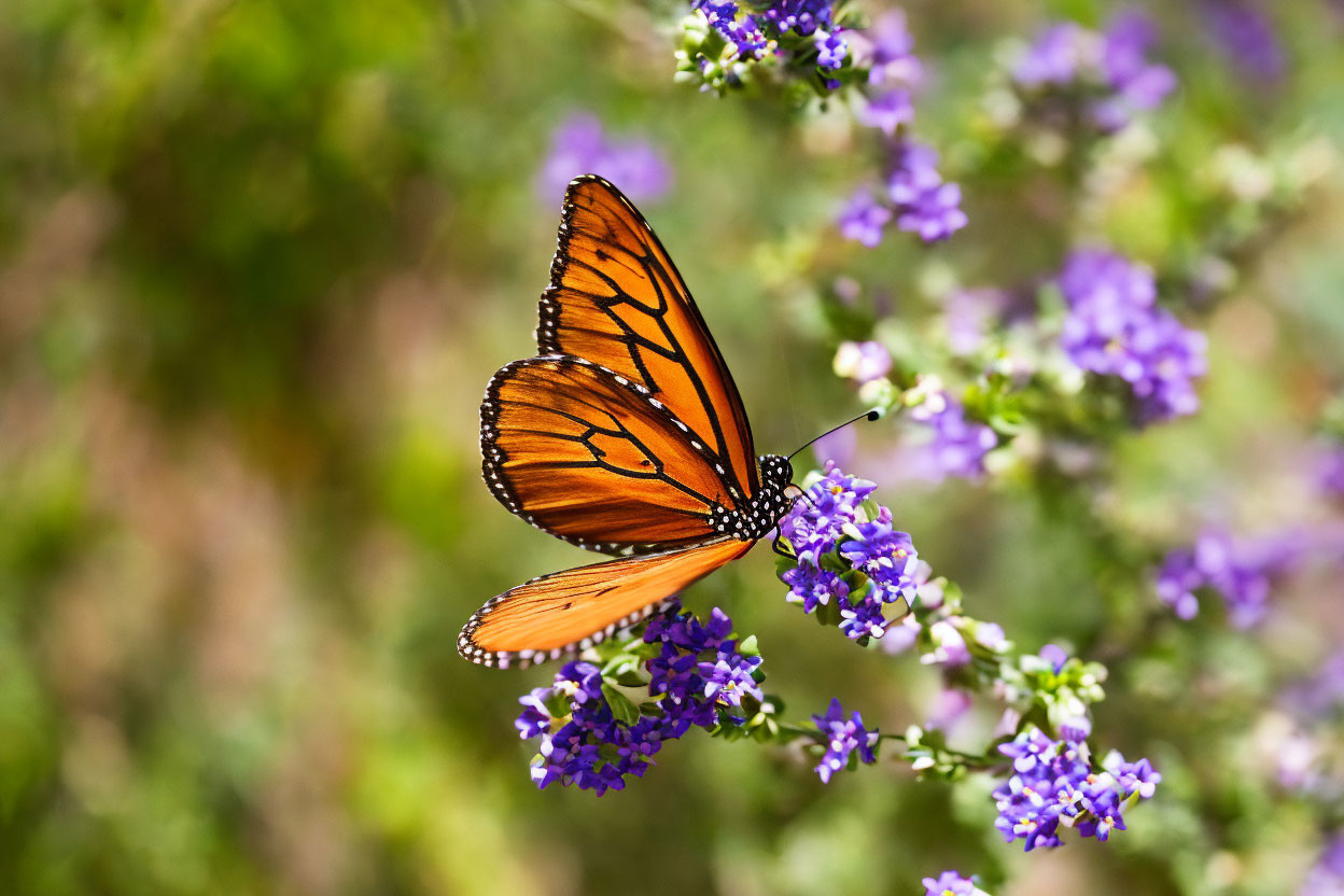 Orange Monarch Butterfly on Purple Flowers with Black and White Markings